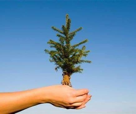 Don d’arbres – 2 juin à Chapais 